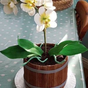 Potted Cake with White Orchids